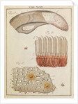 Veal and ox tongue by Adam Wolfgang Winterschmidt