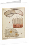 Veal and ox tongue by Adam Wolfgang Winterschmidt