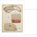 Veal and ox tongue by Adam Wolfgang Winterschmidt
