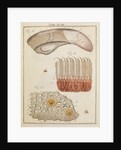 Veal and ox tongue by Adam Wolfgang Winterschmidt