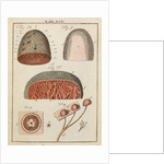 Tongue by Adam Wolfgang Winterschmidt