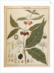 Coffee plant by Adam Wolfgang Winterschmidt
