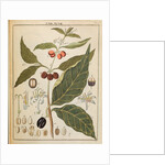 Coffee plant by Adam Wolfgang Winterschmidt