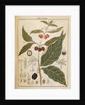Coffee plant by Adam Wolfgang Winterschmidt