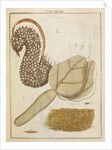 Coffee bean by Adam Wolfgang Winterschmidt
