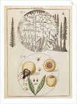 Silver salts and peas by Adam Wolfgang Winterschmidt
