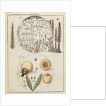 Silver salts and peas by Adam Wolfgang Winterschmidt