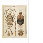 Beetles by Adam Wolfgang Winterschmidt