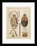 Beetles by Adam Wolfgang Winterschmidt