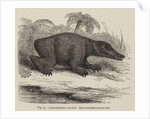 ‘Labrinthodon restored’ by Unknown artist