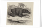 ‘Labrinthodon restored’ by Unknown artist