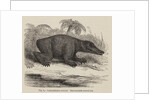 ‘Labrinthodon restored’ by Unknown artist