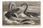 Ichthyosaur and plesiosaur by Unknown artist