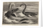 Ichthyosaur and plesiosaur by Unknown artist