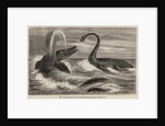 Ichthyosaur and plesiosaur by Unknown artist