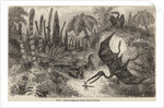 Pterodactyls by Unknown artist