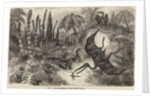 Pterodactyls by Unknown artist