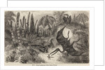 Pterodactyls by Unknown artist