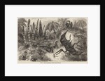 Pterodactyls by Unknown artist
