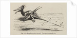 ‘Ramphorynchus restored’ by Unknown artist