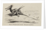 ‘Ramphorynchus restored’ by Unknown artist