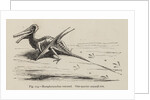 ‘Ramphorynchus restored’ by Unknown artist