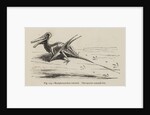 ‘Ramphorynchus restored’ by Unknown artist