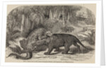 Iguanodon and megalosaurus by Unknown artist