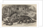 Iguanodon and megalosaurus by Unknown artist