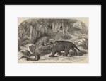 Iguanodon and megalosaurus by Unknown artist