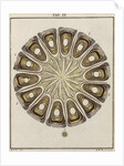 Wild mallow seed by Adam Wolfgang Winterschmidt
