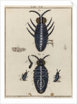 Water fleas by Adam Wolfgang Winterschmidt