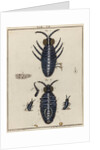 Water fleas by Adam Wolfgang Winterschmidt