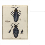Water fleas by Adam Wolfgang Winterschmidt