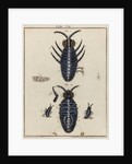 Water fleas by Adam Wolfgang Winterschmidt