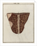 Ox tongue by Adam Wolfgang Winterschmidt
