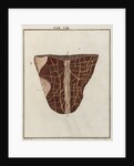 Ox tongue by Adam Wolfgang Winterschmidt