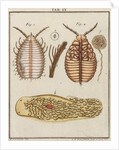 Woodlouse by Adam Wolfgang Winterschmidt