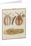 Woodlouse by Adam Wolfgang Winterschmidt
