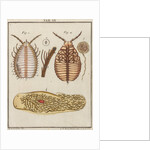 Woodlouse by Adam Wolfgang Winterschmidt