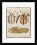 Woodlouse by Adam Wolfgang Winterschmidt