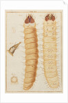 Weevil larvae by Adam Wolfgang Winterschmidt