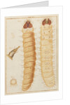 Weevil larvae by Adam Wolfgang Winterschmidt