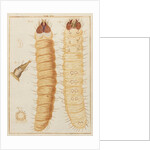 Weevil larvae by Adam Wolfgang Winterschmidt