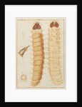 Weevil larvae by Adam Wolfgang Winterschmidt