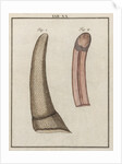 Ox tongue by Adam Wolfgang Winterschmidt