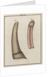 Ox tongue by Adam Wolfgang Winterschmidt