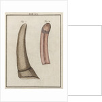 Ox tongue by Adam Wolfgang Winterschmidt
