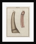 Ox tongue by Adam Wolfgang Winterschmidt