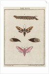 Caterpillar by Adam Wolfgang Winterschmidt